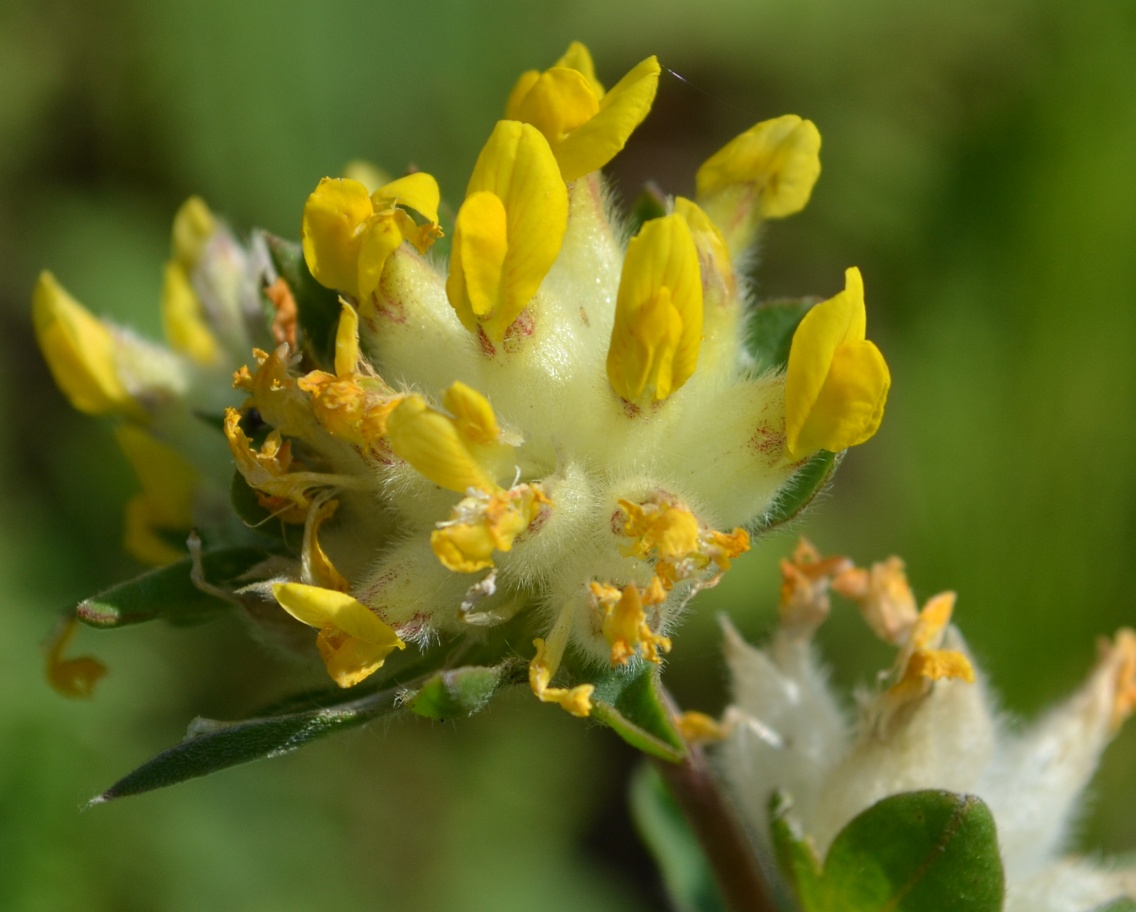 Изображение особи Anthyllis vulneraria.