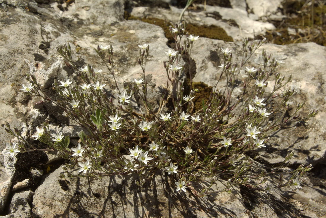 Image of Minuartia adenotricha specimen.