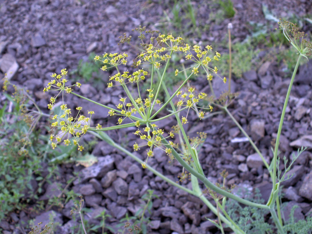 Изображение особи Ferula transiliensis.