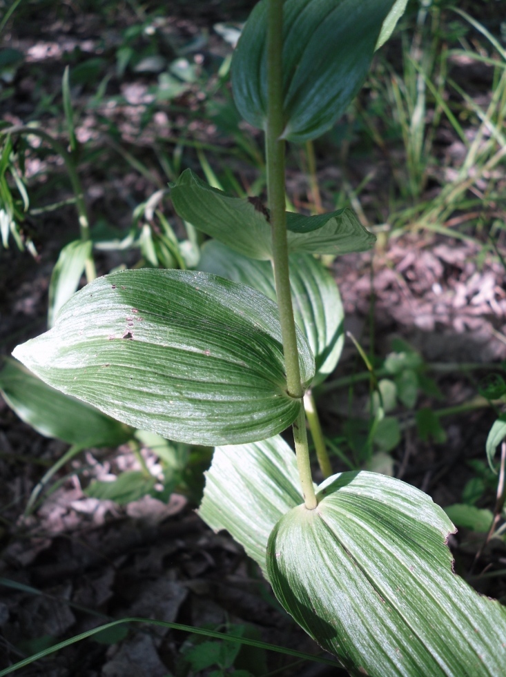 Изображение особи Epipactis helleborine.