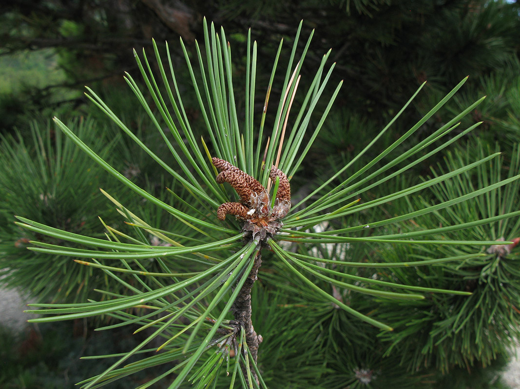 Изображение особи Pinus pallasiana.