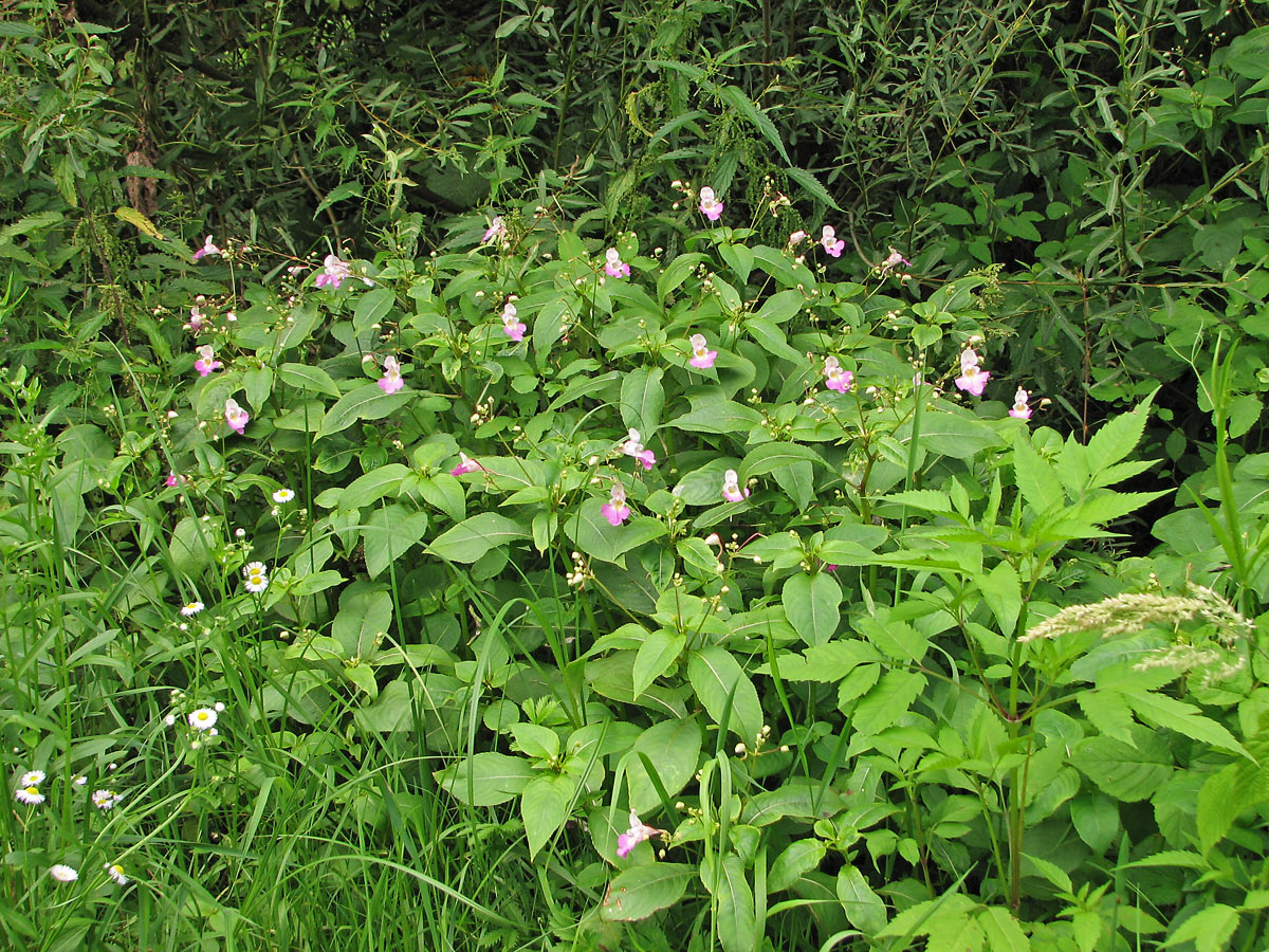 Image of Impatiens balfourii specimen.