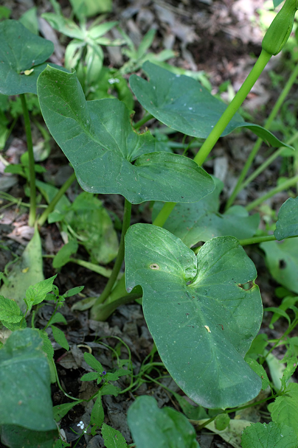 Image of Arum korolkowii specimen.