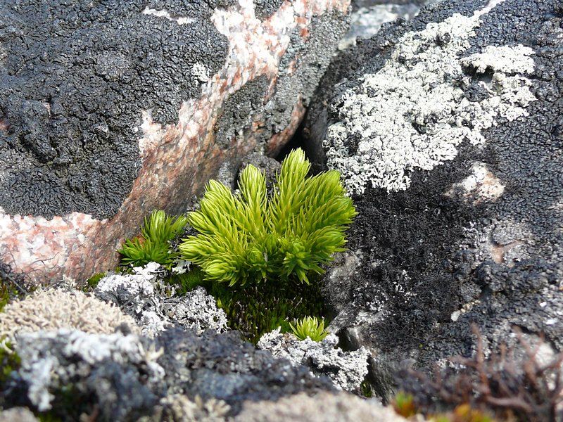 Image of Huperzia arctica specimen.