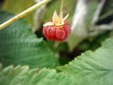 Rubus idaeus. Зрелый плод - сборная костянка. Приусадебный участок. г. Луганск, конец июля.