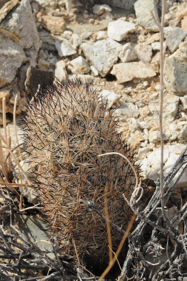 Изображение особи Coryphantha alversonii.