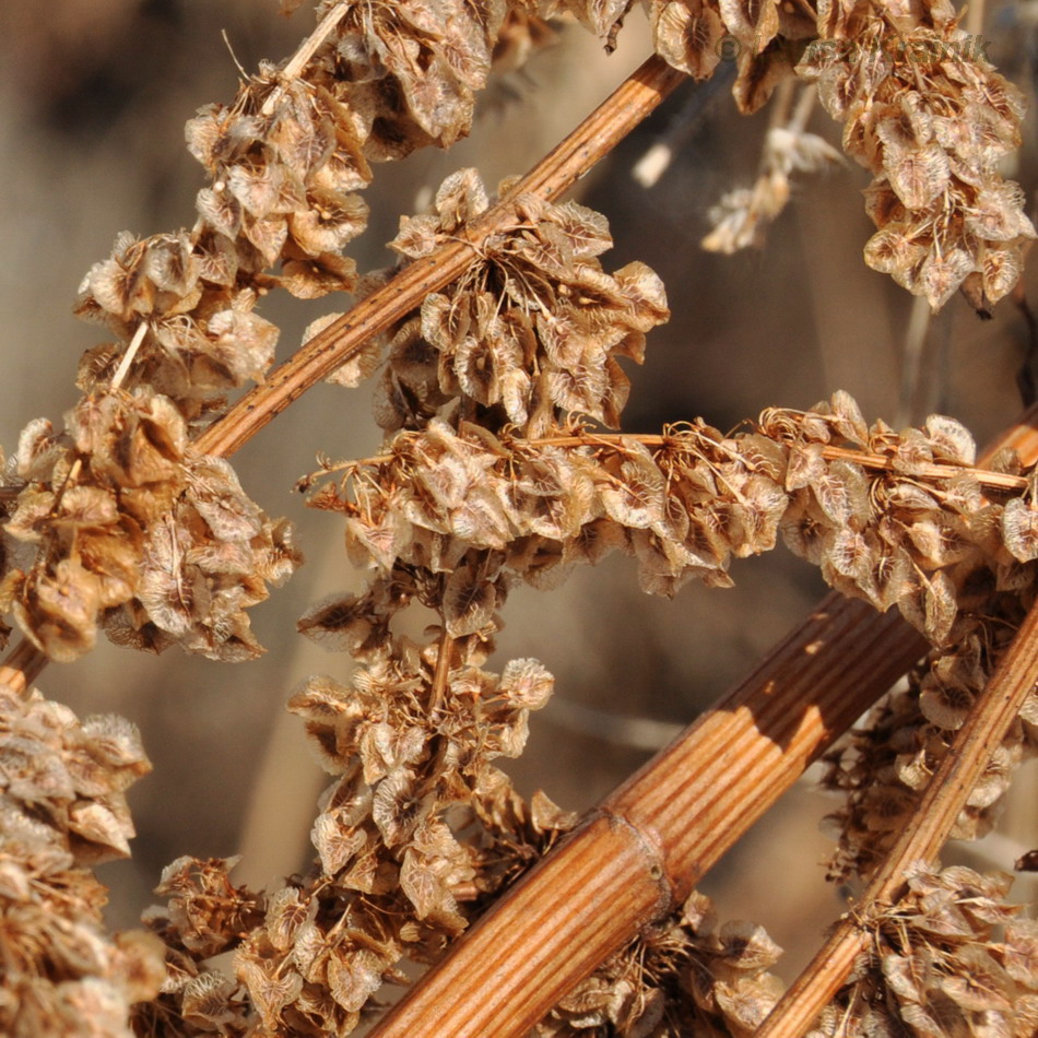 Image of genus Rumex specimen.