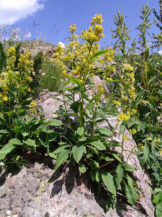 Изображение особи Solidago virgaurea ssp. caucasica.