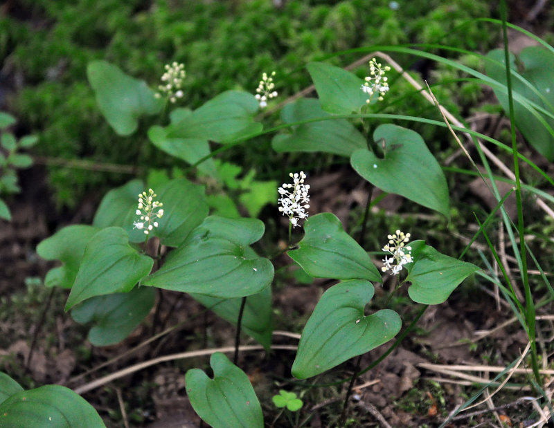 Изображение особи Maianthemum bifolium.