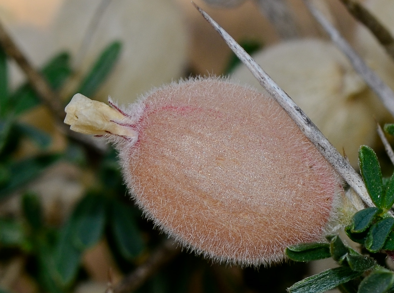 Image of Astragalus spinosus specimen.