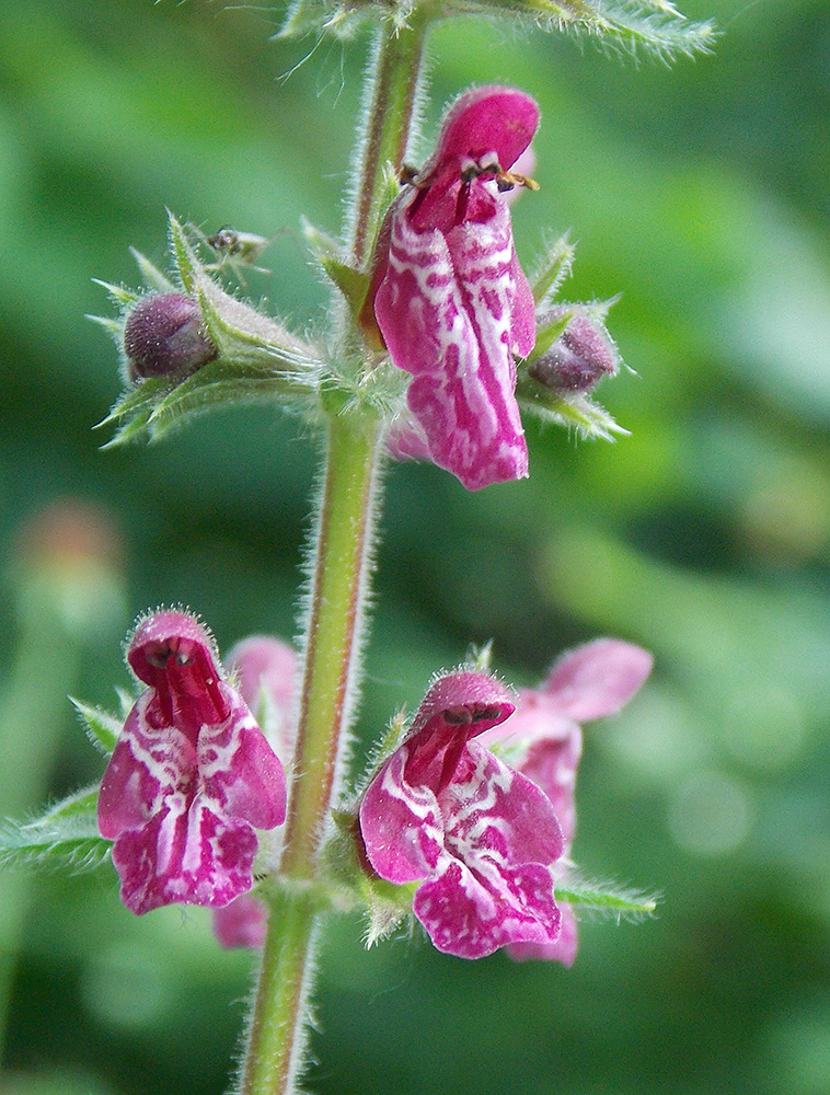 Image of Stachys sylvatica specimen.