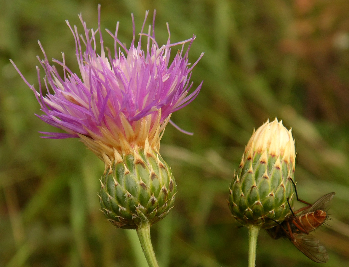 Image of Klasea radiata specimen.