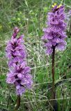 Dactylorhiza psychrophila. Верхушки цветущих растений. Кольский п-ов, Восточный Мурман, Дальние Зеленцы. 19.07.2014.