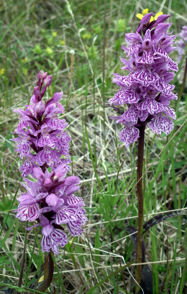 Изображение особи Dactylorhiza psychrophila.