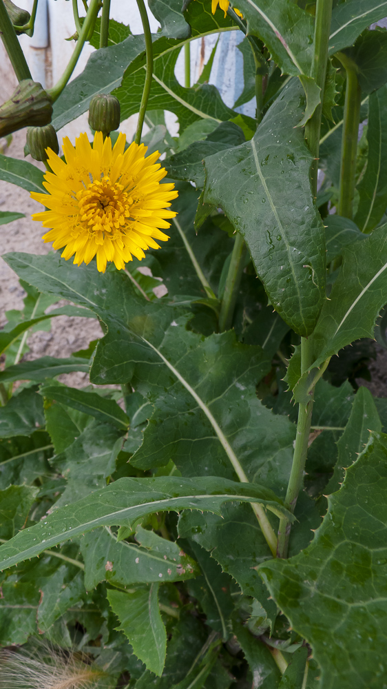 Image of Sonchus arvensis ssp. uliginosus specimen.