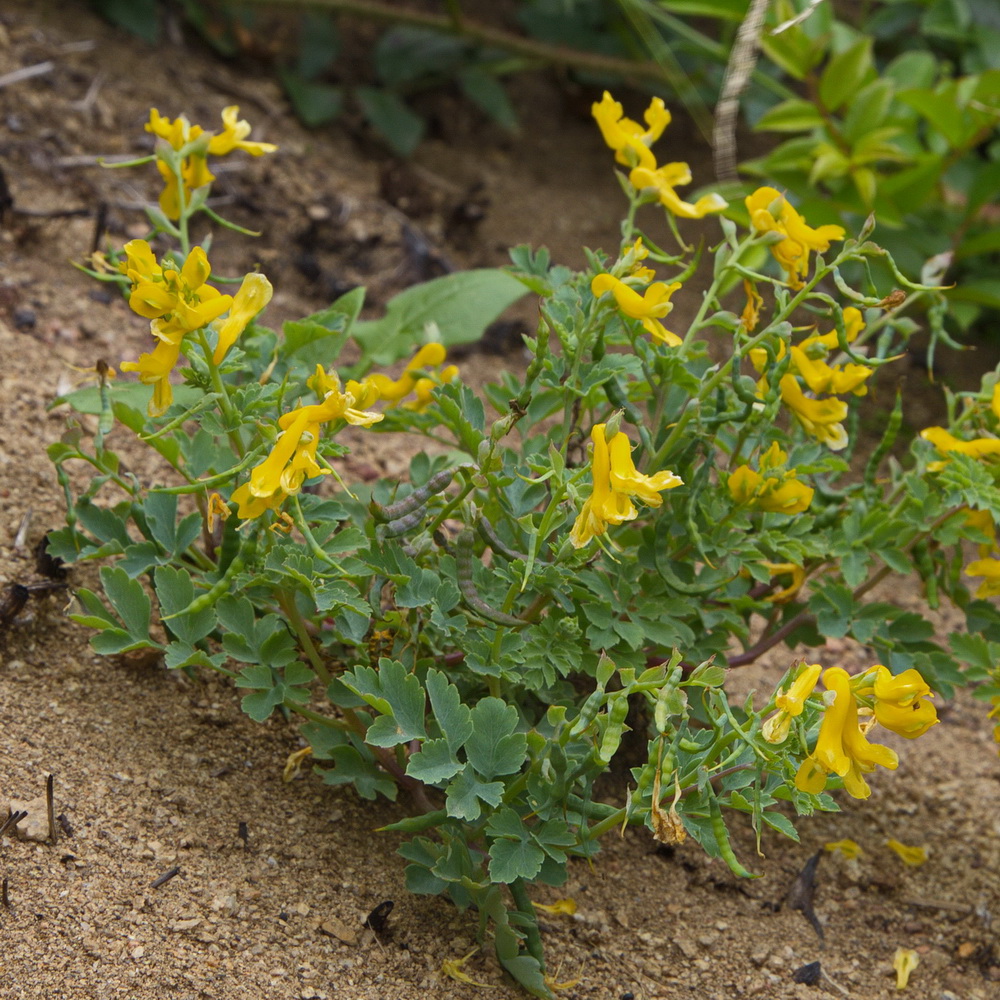 Изображение особи Corydalis speciosa.