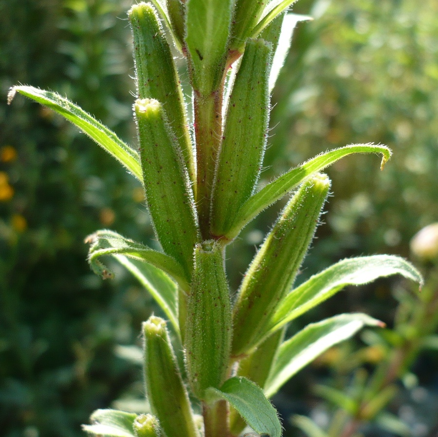 Изображение особи Oenothera rubricaulis.