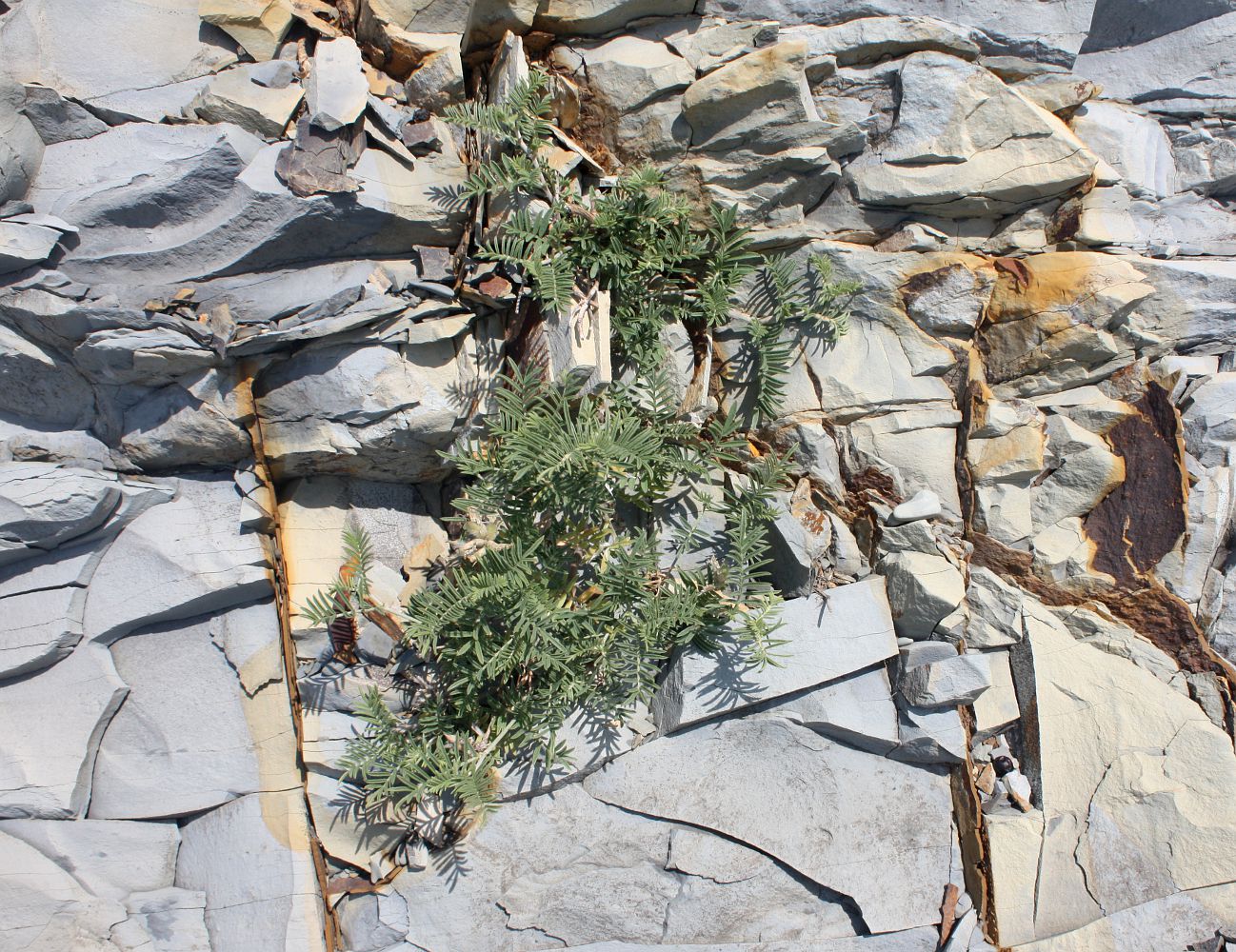 Image of Astragalus circassicus specimen.