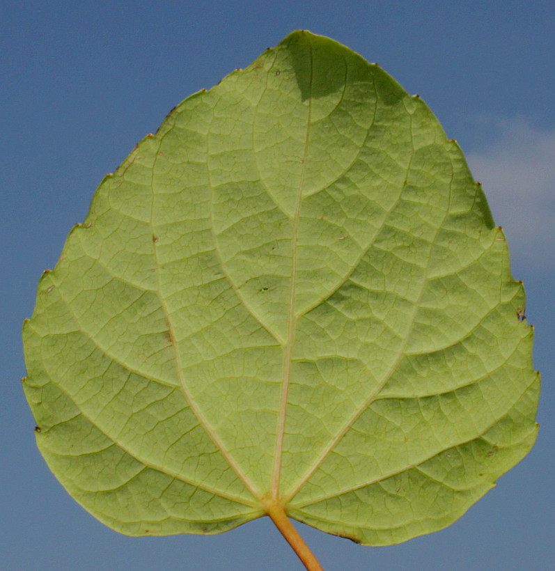 Image of Idesia polycarpa specimen.