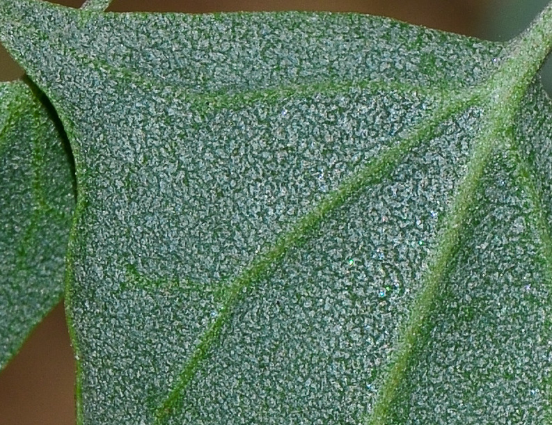 Image of Atriplex davisii specimen.