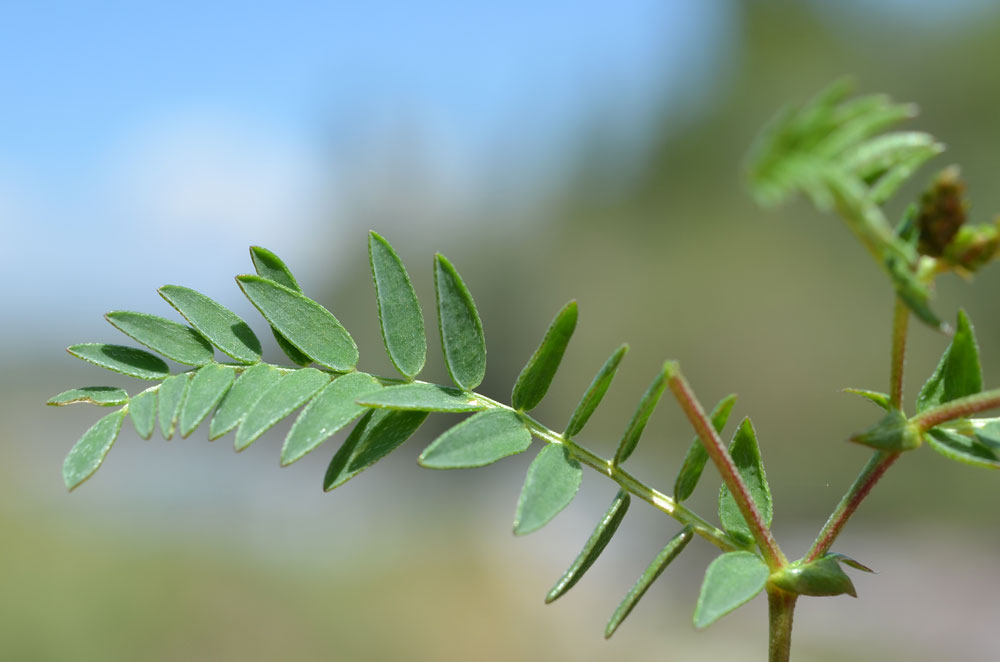 Image of Oxytropis glabra specimen.