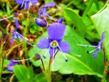 Veronica grandiflora. Соцветие. Камчатский край, Елизовский район, природный парк «Налычево», подножье вулкана Авачинская сопка, горная тундра, 950 м н.у.м. Июль 2008 г.