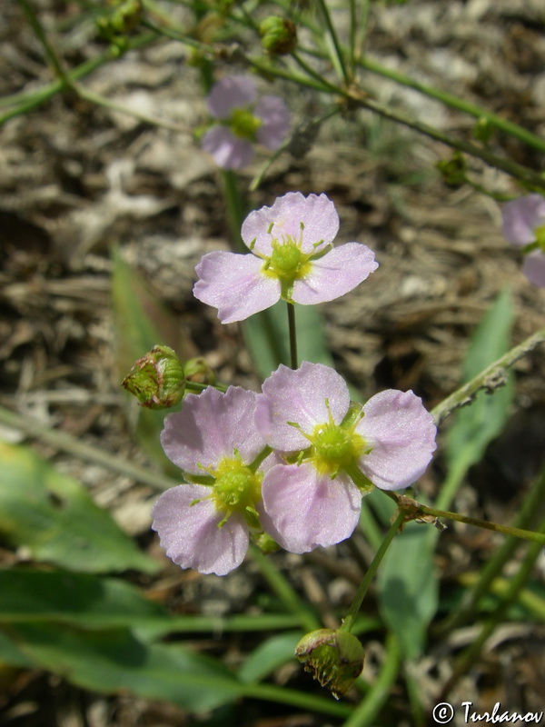 Image of Alisma plantago-aquatica specimen.