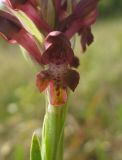 Anacamptis coriophora