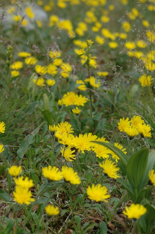 Image of Hieracium alpinum specimen.