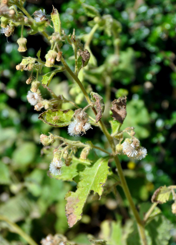 Image of Blumea lacera specimen.