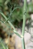 Foeniculum vulgare