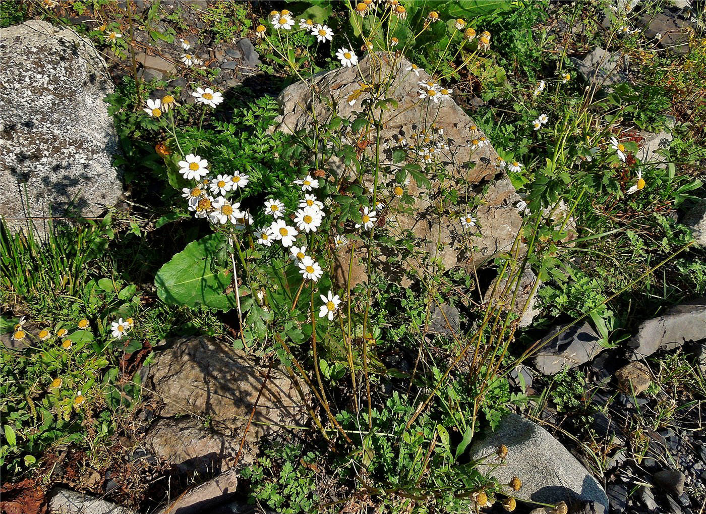 Image of Pyrethrum parthenifolium specimen.