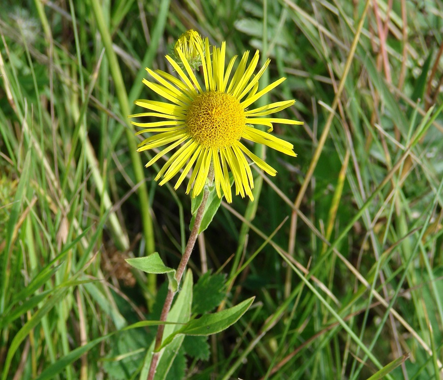 Image of Inula britannica specimen.