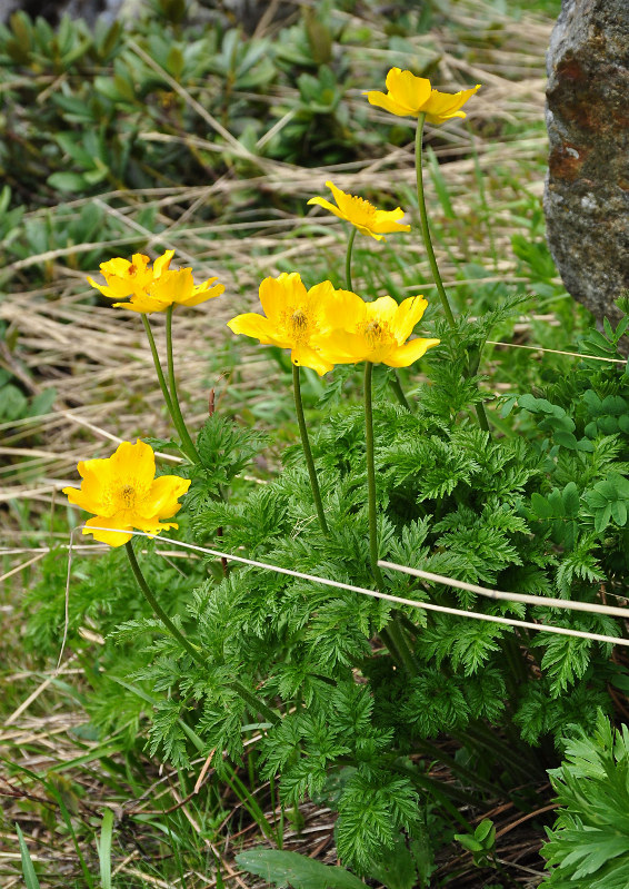 Image of Pulsatilla aurea specimen.