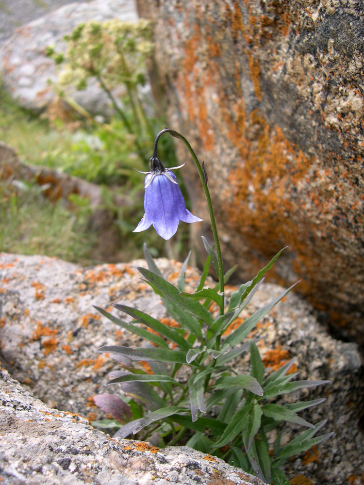 Изображение особи Adenophora himalayana.