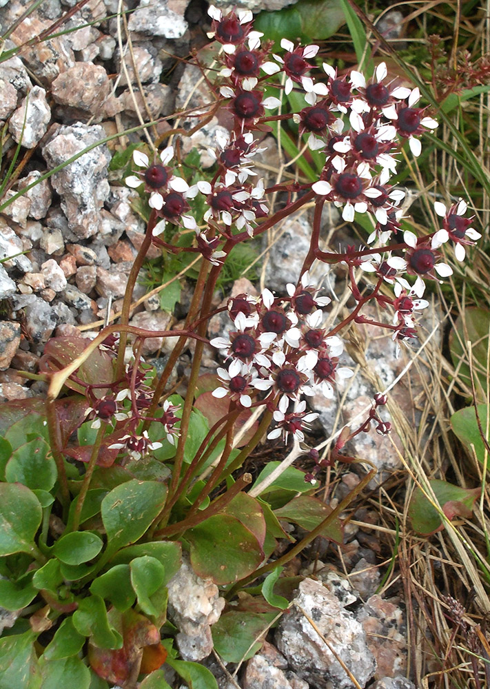 Image of Micranthes melaleuca specimen.