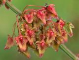 Rumex obtusifolius