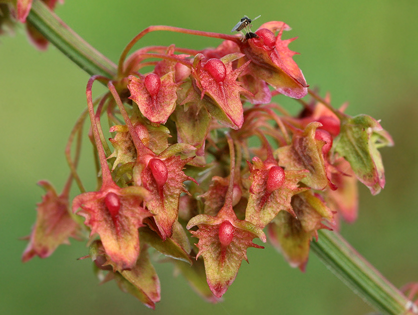 Image of Rumex obtusifolius specimen.