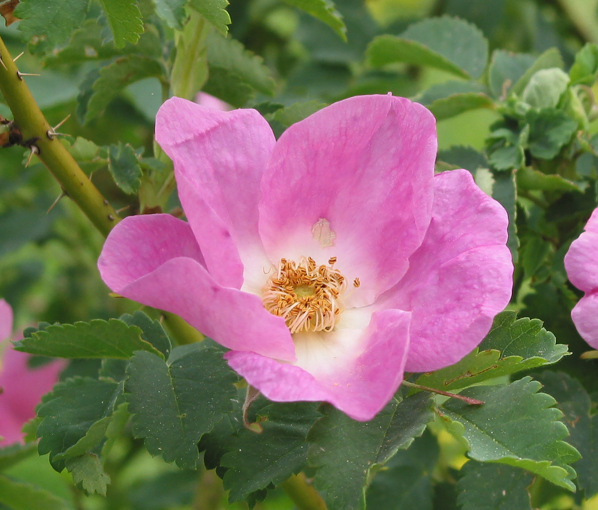 Изображение особи Rosa acicularis.