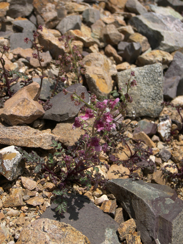 Image of Scrophularia ruprechtii specimen.