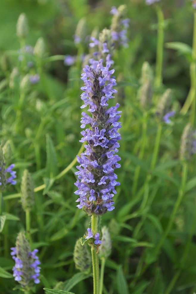 Изображение особи Nepeta nervosa.