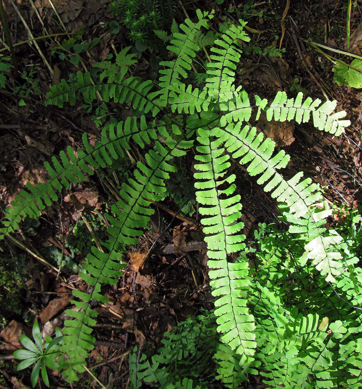 Image of Adiantum pedatum specimen.