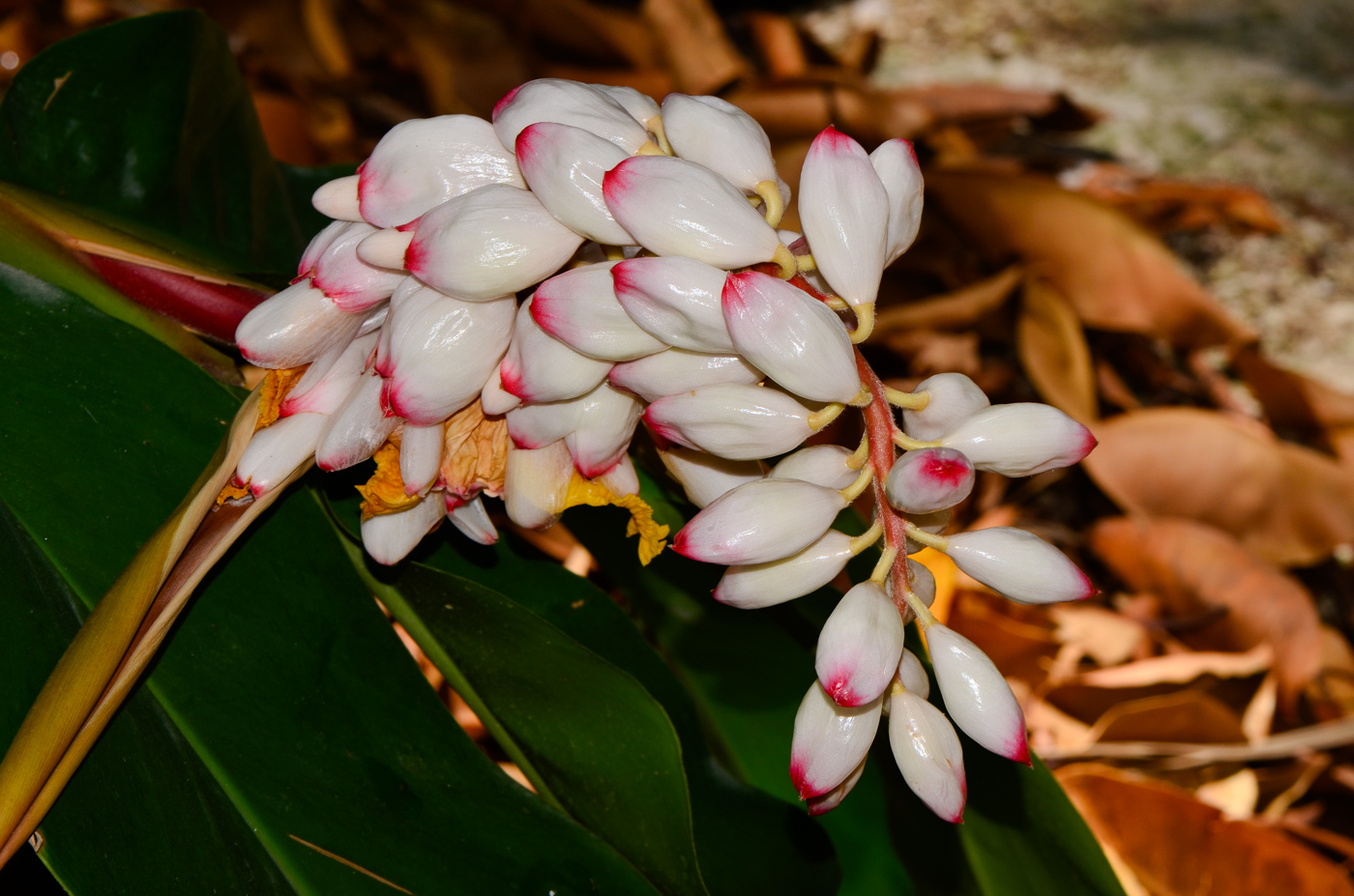 Image of Alpinia zerumbet specimen.