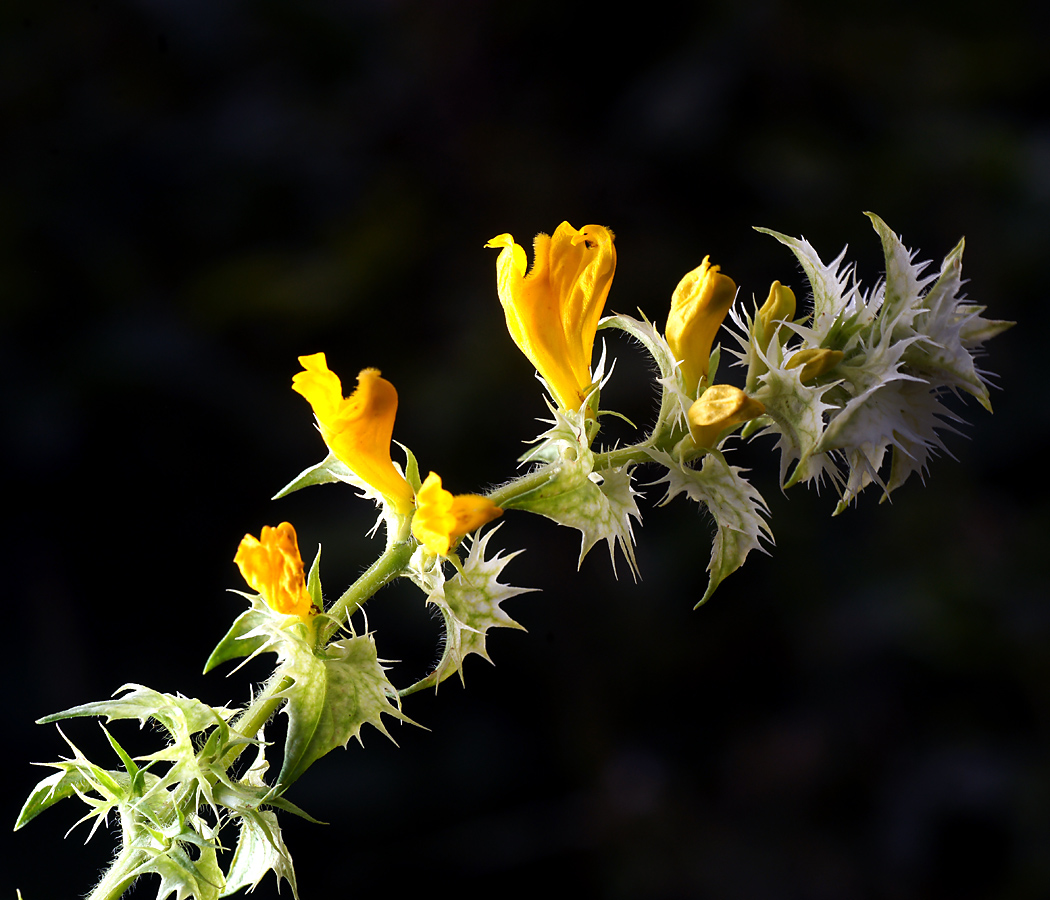 Image of Melampyrum nemorosum specimen.