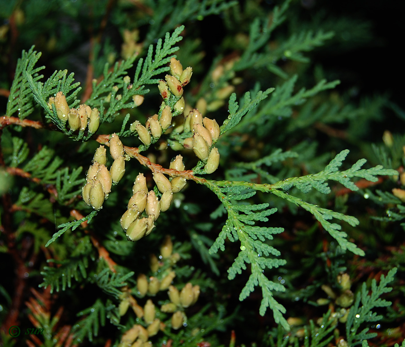 Image of Thuja occidentalis specimen.