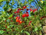 Solanum dulcamara. Верхушка побега с плодами. Кемеровская обл., Беловский р-н, окр. пос. Щебзавод, обрывистый склон известнякового холма. 05.08.2016.