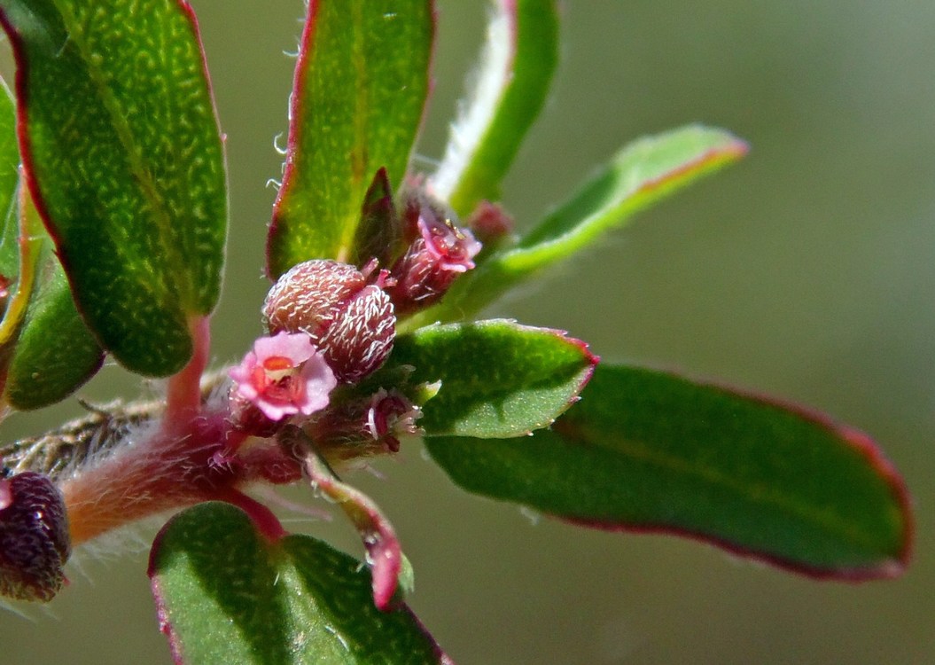 Изображение особи Euphorbia maculata.