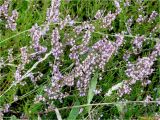 Calluna vulgaris