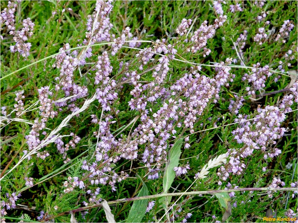 Image of Calluna vulgaris specimen.