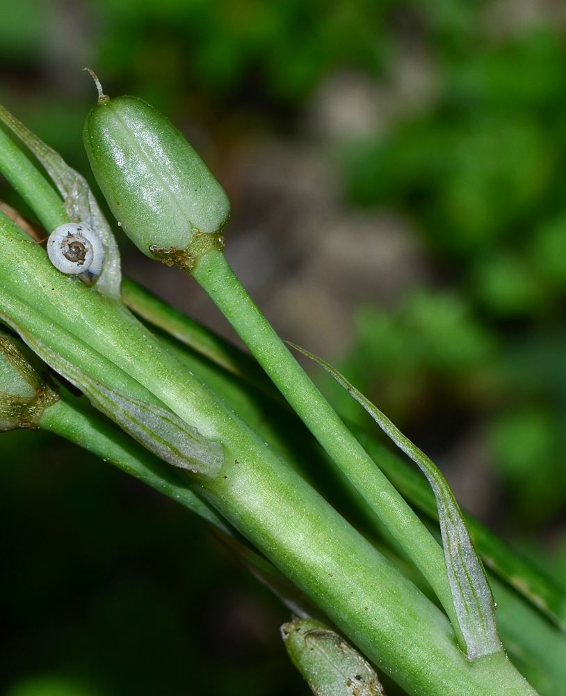 Image of Ornithogalum narbonense specimen.